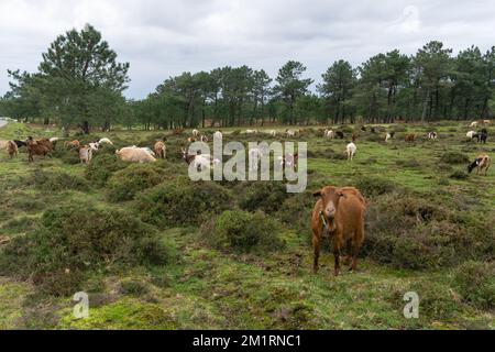 Porträt einer braunen Ziege, die in die Kamera schaut, zusammen mit dem Rest der Herde, die in den Bergen Galiciens grast. Stockfoto