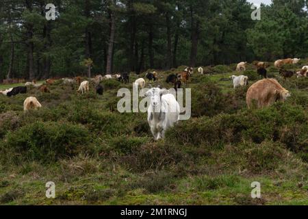 Porträt einer jungen weißen Ziege, die in die Kamera schaut, während der Rest der Herde im Busch grast. Galicien - Spanien Stockfoto