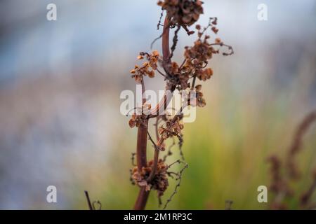 Nahaufnahme einer trockenen Rumex-Konglomeratuspflanze vor dem verschwommenen Hintergrund Stockfoto