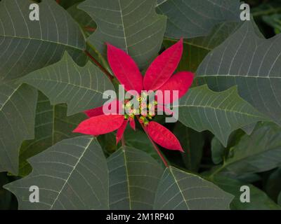 Nahaufnahme von farbenfrohen Poinsettien oder Euphorbia pulcherrima-Sträuchern, die in freier Wildbahn blühen, mit leuchtend roten Armbändern, einer klassischen Weihnachtspflanze Stockfoto