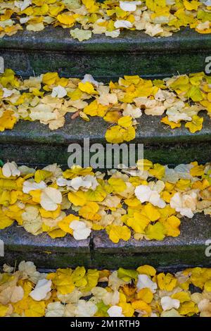 Blick aus der Nähe auf die hellen goldenen Lindenblätter auf alten Steintreppen im Herbst Stockfoto