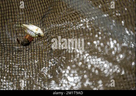 Kleine gebratene Köderfische, die in einem Netz über trübem Wasser gefangen werden. Stockfoto