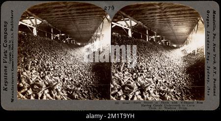 Rübenlagerung in Schuppen mit V-förmigen Behältern. , Zuckerrüben, Zuckerindustrie Stockfoto