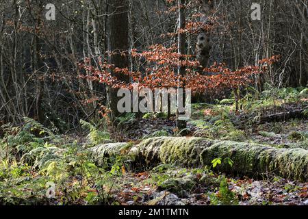 Uraltes halbnatürliches Waldgebiet mit Mossy Frost bedecktem Baumstamm, umgeben von Farnen und bunten Buchenbäumen, Teesdale, Stockfoto