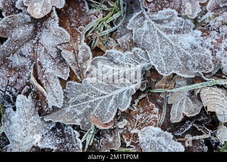 Hoar Frost Covered Eichenblätter, Großbritannien Stockfoto