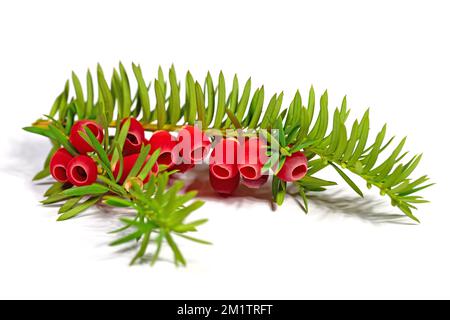 Früchte des Eibenbaums vor weißem Hintergrund Stockfoto