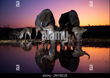 Afrikanische Büffel trinken an einem Wasserloch mit Zebras im Hintergrund bei Einbruch der Nacht in Südafrika. Stockfoto