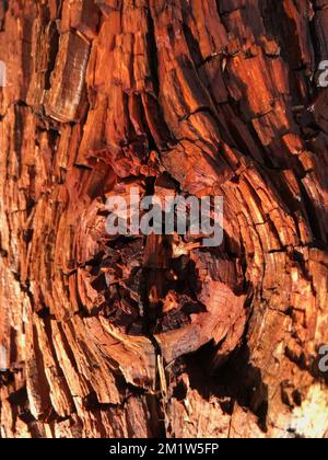 Nahaufnahme von sehr verwittertem Treibholz aus Schottland (Pinus sylvestris) die Rinde ist rosarot mit tiefen Rillen und Rissen, die sich mit zunehmendem Alter vertiefen. Stockfoto