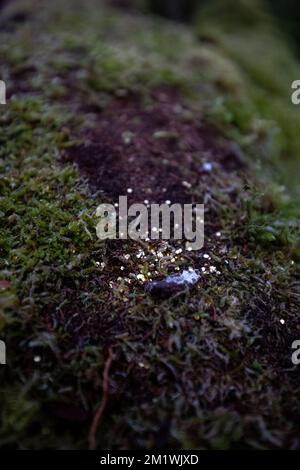 Ein wunderschöner Hintergrund aus Baumrinde, bedeckt mit Moos Stockfoto