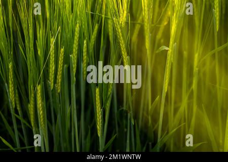 Grüne, junge und noch unreife Gerste wächst aus nächster Nähe. Landwirtschaftliche Gerstenernte. Landwirtschaft zur Gewinnung von Getreidepflanzen. Stockfoto