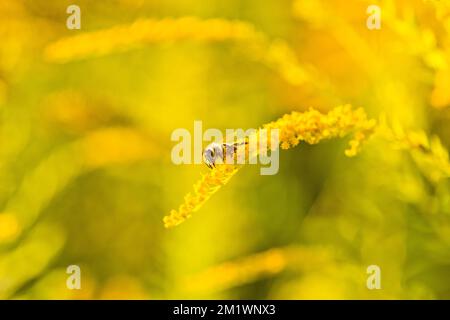 Solidago, goldstangengelbe Blumen im Sommer. Die einsame Biene sitzt auf einer gelben, blühenden Goldstange und sammelt Nektar Stockfoto