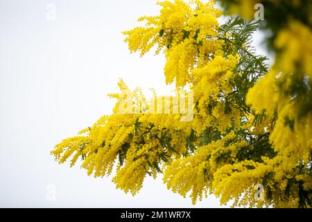 Blühender Mimosenbaum auf weißem Hintergrund. Mimosenblüten Frühlingsblumen Ostern- und Frauenzeitgeschichte. Stockfoto