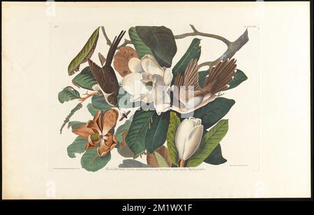 Schwarzschnabel-Kuckuck : Coccyzus erythrophthalmus, Bonap. Männlich, 1. Weiblich, 2. Große Magnolie. Magnolia grandiflora. c.1 v.1 Platte 32 , Vögel, Magnolien, Kokzidiosen. Die Vögel Amerikas - aus Originalzeichnungen von John James Audubon Stockfoto