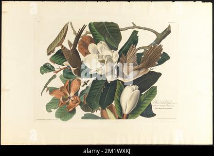 Männlich, 1. F, 2. Coccyzus erythrophthalmus. Pflanze, Magnolie grandiflora. c.2 v.1 Platte 32 , Vögel, Magnolien, Kokzidiosen. Die Vögel Amerikas - aus Originalzeichnungen von John James Audubon Stockfoto