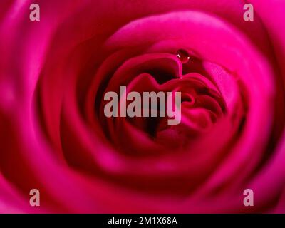 Nahaufnahme von Wassertropfen in der Mitte der rosa Rose Stockfoto