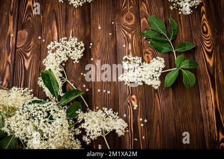 Frisch gepflückte Holunderblumen auf einem Holztisch. Zutaten für ein erfrischendes Getränk oder Limonade aus Ambukusblüten Stockfoto