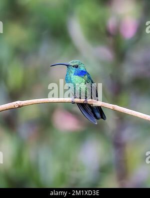 Kleiner Violetar (Colibri cyanotus) auf einem Zweig in San Gerardo de Dota, Costa Rica. Stockfoto