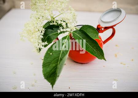 Strauß Holunderblüten in einer roten Teekanne auf einem weißen alten Bauerntisch. Ein erfrischendes Getränk aus Wildblumen, die auf Sträuchern wachsen Stockfoto