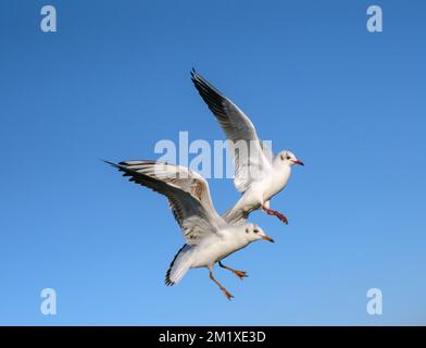 Schwarzer Gulls Larus ridibundus im Flug Dezember North Norfolk Stockfoto