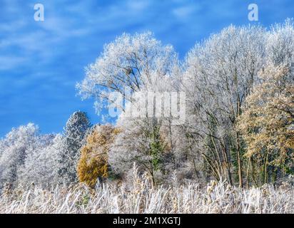 Bäume, die an einem kalten Wintermorgen mit Raureif gepudert sind, Mischwald hat an einem sonnigen Tag mit blauem Himmel eine zuckerglasartige Beschichtung Stockfoto