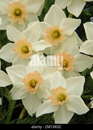 Ein weißer Blumenstrauß mit rosa Tassen große Narzissen (Narcissus) Akzent auf einer Ausstellung im Mai Stockfoto