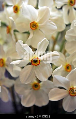 Ein weißer Strauß mit orange-gelben Tassen Poeticus Narzissen (Narcissus) Actaea auf einer Ausstellung im April Stockfoto