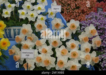 Ein weißer Strauß mit rosa Tassen große Narzissen (Narcissus) Algarve auf einer Ausstellung im Mai Stockfoto