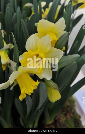 Weiße und gelbe Trompeten-Narzissen (Narzissen) blühen im März in einem Garten Stockfoto