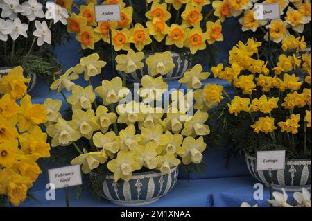 Ein blassgelber Blumenstrauß mit weißen Tassen, Narzissen (Narcissus) Avalon auf einer Ausstellung im Mai Stockfoto