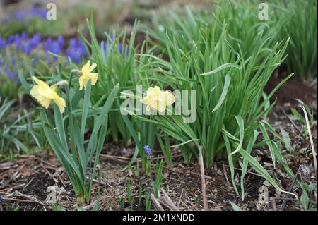 Blassgelb mit weißen Tassen große Narzissen (Narcissus) Avalon blühen im April in einem Garten Stockfoto