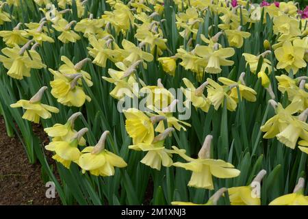 Blassgelb mit weißen Tassen große Narzissen (Narcissus) Avalon blühen im April in einem Garten Stockfoto