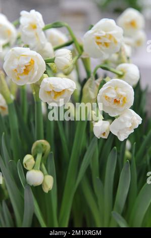 Weiße und gelbe Doppelnarzissen (Narzissen) Braut Krone blühen im März in einem Garten Stockfoto