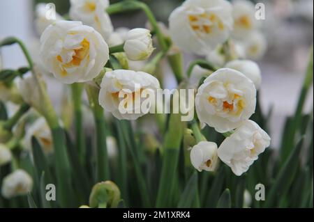 Weiße und gelbe Doppelnarzissen (Narzissen) Braut Krone blühen im März in einem Garten Stockfoto