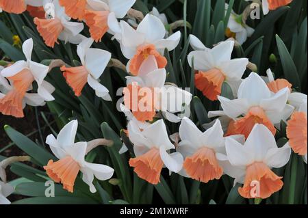 Weiße und rosa große Narzissen (Narcissus) Chromacolor blühen im April in einem Garten Stockfoto