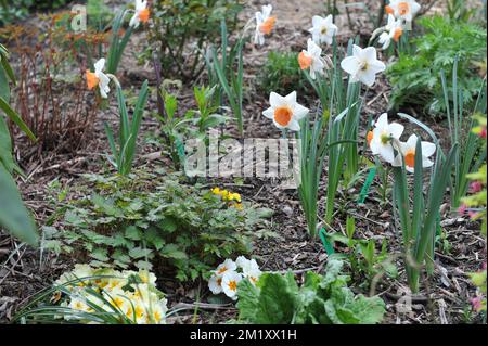 Weiße und rosa große Narzissen (Narcissus) Chromacolor blühen im April in einem Garten Stockfoto