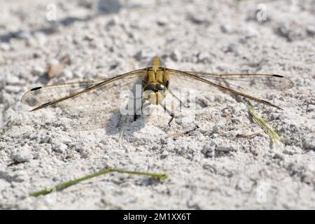 Gelber / Goldener / Brauner Gepunkteter Jäger-Libelle Stockfoto