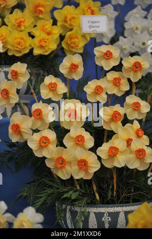 Ein Strauß aus gelben und orangen Narzissen (Narcissus) Kupferkönigin auf einer Ausstellung im Mai Stockfoto