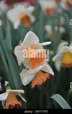 Weiße und orangene Narzissen (Narcissus) blühen im April in einem Garten Stockfoto