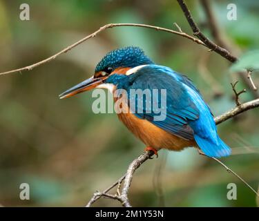 Weibliche Königsfisher auf einem Ast Stockfoto