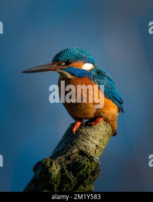 Weibliche Königsfisher, die auf einer Stange sitzt Stockfoto