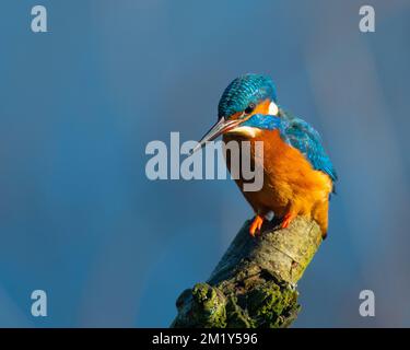 Weibliche Königsfisher, die auf einer Stange sitzt Stockfoto