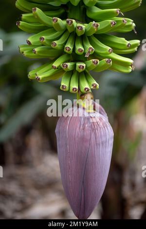 Wunderschöner Bananenbaum mit kleinen grünen Früchten und violetter Blüte, die wichtigste Pflanze, die in mehreren Plantagen rund um die Kanarischen Inseln wächst Stockfoto