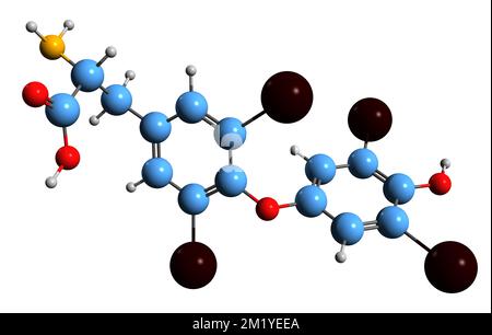3D-Bild einer Thyroxin-Skelettformel - molekularchemische Struktur des Schilddrüsenhormons isoliert auf weißem Hintergrund Stockfoto