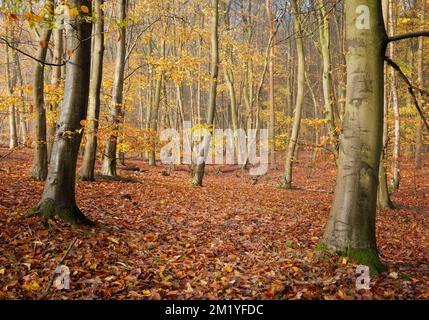 Badby Woods, Northamptonshire, Vereinigtes Königreich: Im Spätherbst stehen Buchenbäume mit gelben und goldenen Blättern inmitten von Waldblättern. Stockfoto