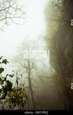 Bäume und Blätter bedeckt von Nebel und Wolken an einem Herbsttag. Stockfoto