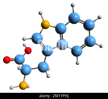 3D-Bild der Tryptophan-Skelettformel - molekularchemische Struktur der auf weißem Hintergrund isolierten Aminosäure Stockfoto