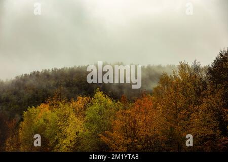 Bäume und Blätter bedeckt von Nebel und Wolken an einem Herbsttag. Stockfoto