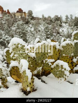 Ein stacheliger, schneebedeckter Kaktus Stockfoto