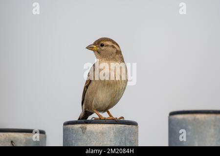 Hausspatz, Passer domesticus, an einer Stange Stockfoto