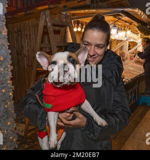 Budapest, Ungarn - 11.. November 2022: Eine richtig gekleidete französische Bulldogge, die von ihrem stolzen Besitzer auf einem weihnachtsmarkt in Budapest gehalten wird. Stockfoto